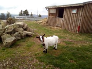 Wurmberg-Streichelzoo im Urlaub in Braunlage